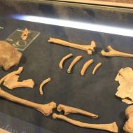 die 16 Knochen eines Neanderthales wurden 1856 in einer Höhle im Neanderthal gefunden (01.05.2016)