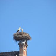 Störche auf dem Dach - Bild 7 - OCRE Elsass-Rundfahrt - Juni 2017