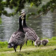 Gänse im Park von Leeds Castle - Bild 4  - OCRE Clubtour in die Grafschaft Kent * Mai 2016 